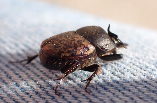 Réf. 315 107 : Onthophagus fracticornis